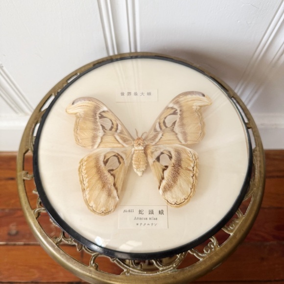 Framed Atticus Atlas Moth Rounded Glass Display - Picture 2 of 8